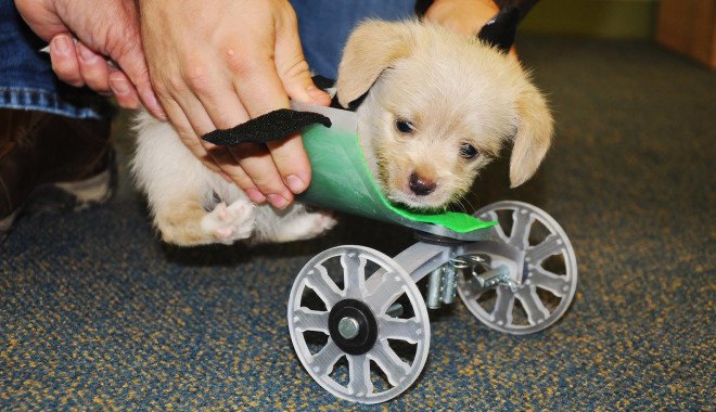 Tumbles, two-legged shelter puppy, two-legged puppy wheelchair, Ohio University Innovation Center, Friends of Shelter Dogs Athens Ohio, Tumbles the two-legged puppy, 3d-printed wheelchair for puppy, puppy that got a 3D-printed wheelchair