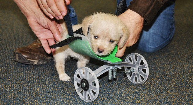 Tumbles, two-legged shelter puppy, two-legged puppy wheelchair, Ohio University Innovation Center, Friends of Shelter Dogs Athens Ohio, Tumbles the two-legged puppy, 3d-printed wheelchair for puppy, puppy that got a 3D-printed wheelchair