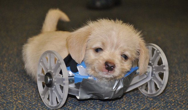 Tumbles, two-legged shelter puppy, two-legged puppy wheelchair, Ohio University Innovation Center, Friends of Shelter Dogs Athens Ohio, Tumbles the two-legged puppy, 3d-printed wheelchair for puppy, puppy that got a 3D-printed wheelchair