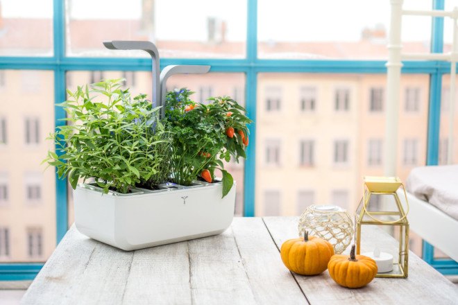 Veritable, indoor garden, tiny garden, kitchen garden, indoor herbs, growing herbs indoors, growing plants indoors, growing vegetables indoors, gardening, vegetable gardening, reader submission, green design