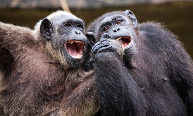 chimpanzee, chimp, animal testing, animal research, NIH, national institutes of health, medical research, lab chimps, primate research, animal welfare