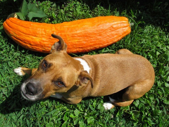 Gete-okosomin squash, seed keeping tumblr, Owen Taylor squash