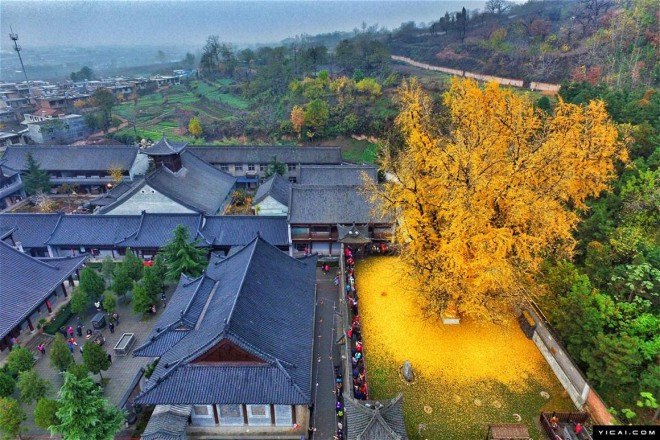 nature, beauty, China, ginkgo trees, living fossils, Buddhist temple, Buddhist monks, protected trees, famous trees, Chinese gingko tree, China golden tree