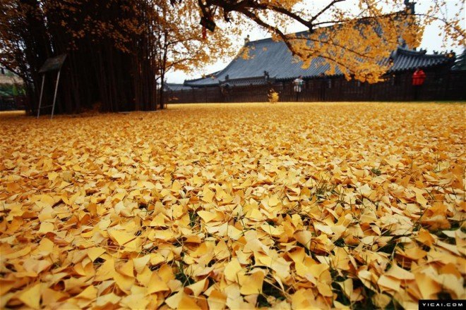 nature, beauty, China, gingko trees, living fossils, Buddhist temple, Buddhist monks, protected trees, famous trees, Chinese gingko tree, China golden tree