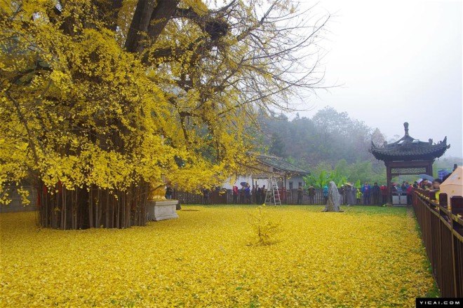 nature, beauty, China, gingko trees, living fossils, Buddhist temple, Buddhist monks, protected trees, famous trees, Chinese gingko tree, China golden tree