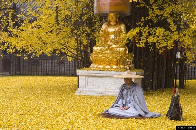nature, beauty, China, gingko trees, living fossils, Buddhist temple, Buddhist monks, protected trees, famous trees, Chinese gingko tree, China golden tree