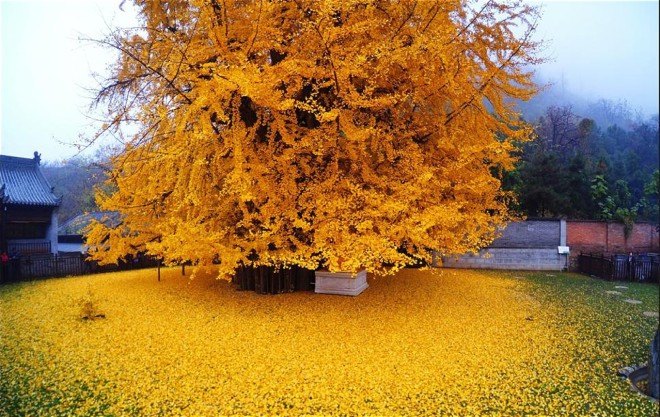 nature, beauty, China, gingko trees, living fossils, Buddhist temple, Buddhist monks, protected trees, famous trees, Chinese gingko tree, China golden tree