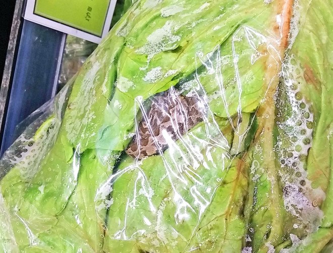 palestinian viper, snake in lettuce, viper in lettuce, snake in produce, viper in produce, snake in grocery store, snake in supermarket