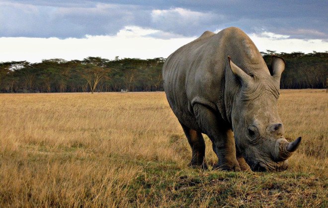 rhino horn, rhino poaching, endangered animals, endangered rhino, South Africa, rhino horn trade, rhino horn ban