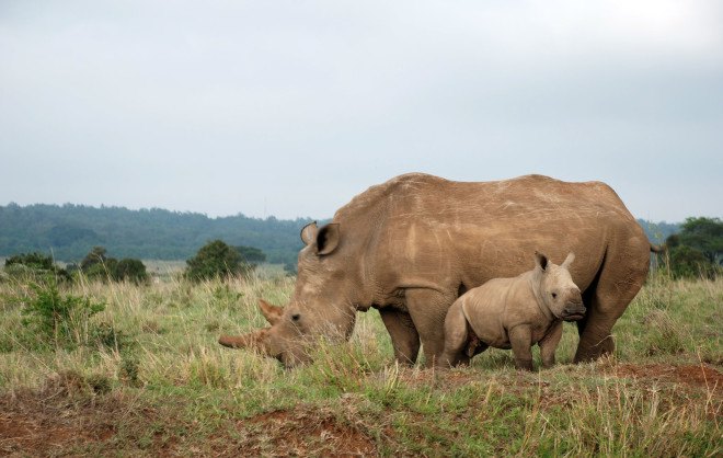 rhino horn, rhino poaching, endangered animals, endangered rhino, South Africa, rhino horn trade, rhino horn ban