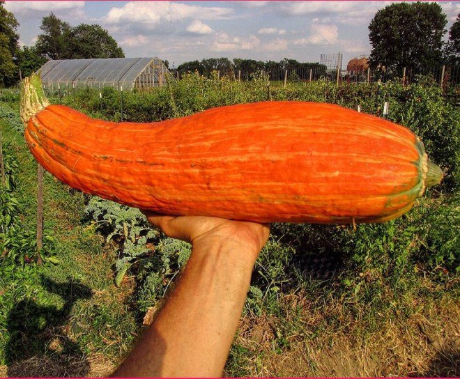 Gete-okosomin squash, seed keeping tumblr, Owen Taylor squash