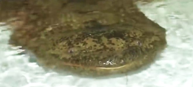 chinese giant salamander, giant salamander, endangered species, critically endangered, giant salamander endangered, rare salamander, edge of existence program, species conservation