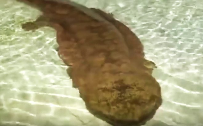 chinese giant salamander, giant salamander, endangered species, critically endangered, giant salamander endangered, rare salamander, edge of existence program, species conservation