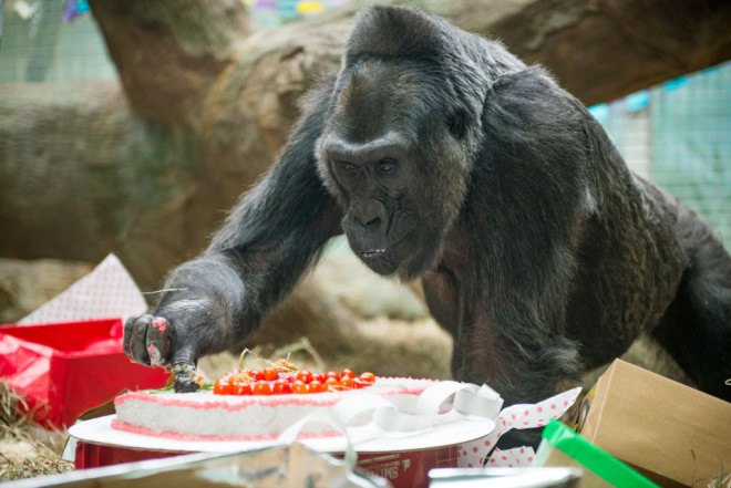 colo, colo the gorilla, columbus zoo, gorillas in captivity, world's oldest gorilla, world's first gorilla born in human care, 59th birthday gorilla, ohio
