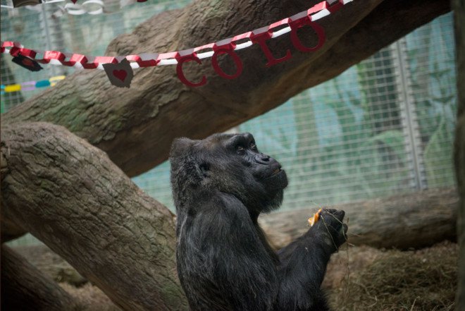 colo, colo the gorilla, columbus zoo, gorillas in captivity, world's oldest gorilla, world's first gorilla born in human care, 59th birthday gorilla, ohio