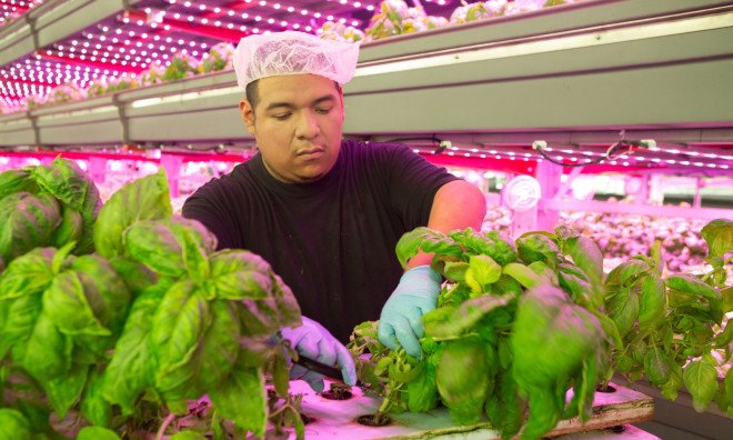 chicago, indoor farming, vertical farming, indoor vertical farming, aquaponics, farmedhere, matt matros, food production, food security, local farming, local produce, local food