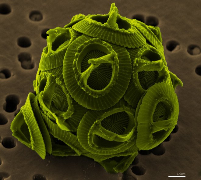 coccolithophores, phytoplankton, ocean life forms, ocean creatures, ocean organisms, increase co2 levels, johns hopkins, ocean life research, climate change