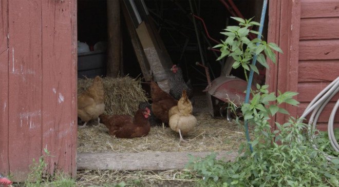 Claverack, heroic food, heroic food farm , veteran employment opportunities, ennead, ennead architects, raft landscape architecture, hudson new york, new york farms, social justice, inhabitat video