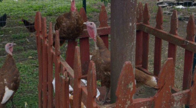 Claverack, heroic food, heroic food farm , veteran employment opportunities, ennead, ennead architects, raft landscape architecture, hudson new york, new york farms, social justice, inhabitat video