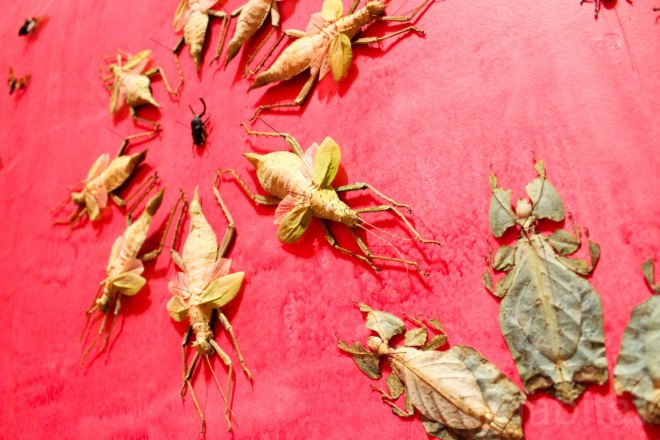 Renwick Gallery, wall art, insect art, insects, environmental art, Jennifer Angus, site specific art, immersive art, immersive museum, Wonder Exhibit, Renwick Gallery Wonder, Jennifer Angus insects, In the Midnight Garden by Jennifer Angus, Smithsonian American Art Museum, Smithsonian museum, Washington DC, D.C.,