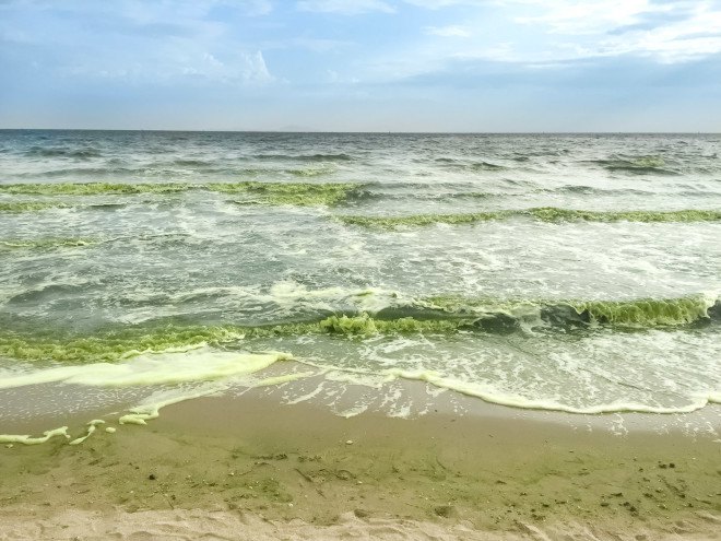 coccolithophores, phytoplankton, ocean life forms, ocean creatures, ocean organisms, increase co2 levels, johns hopkins, ocean life research, climate change