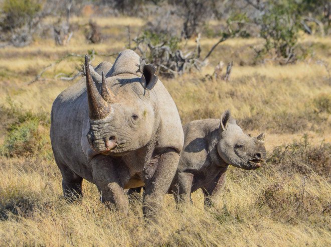rhino poaching, rhinoceros poaching, wildlife poaching, south africa, african rhino, south africa poaching, us funds anti-poaching, endangered wildlife trust
