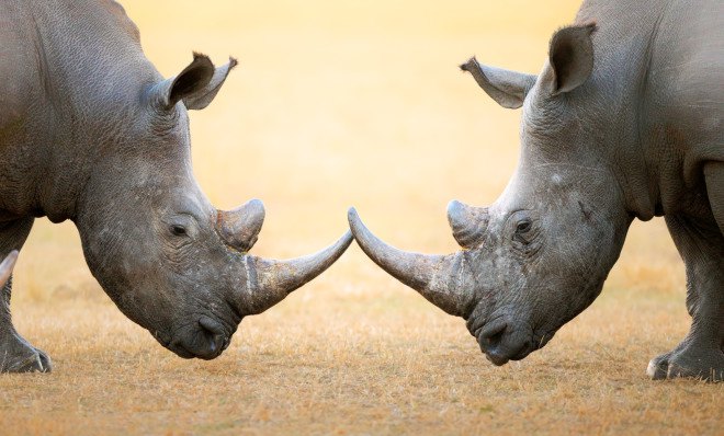 rhino poaching, rhinoceros poaching, wildlife poaching, south africa, african rhino, south africa poaching, us funds anti-poaching, endangered wildlife trust