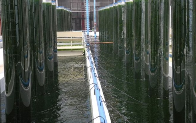 coalgae, coal dust and algae, microalgae, coal waste, coal mining waste, ben zeelie, south africa, clean burning fuel, high quality crude oil