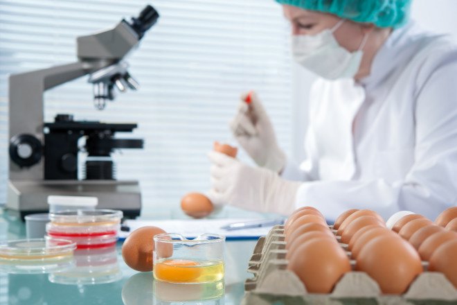 food and drug administration, fda, transgenic, transgenic chicken, animal drugs, kanuma, factory farmed drugs, farmaceuticals