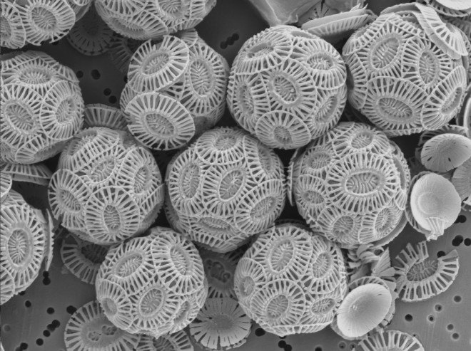 coccolithophores, phytoplankton, ocean life forms, ocean creatures, ocean organisms, increase co2 levels, johns hopkins, ocean life research, climate change