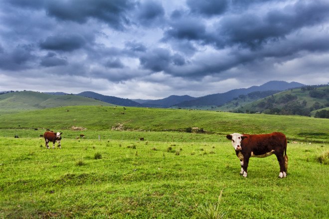 animal farming, farming animals for meat, meat production, meat industry, george monbiot, guardian op ed, meat bad for environment, meat greenhouse gas emissions, meat ghg emissions, meat carbon emissions