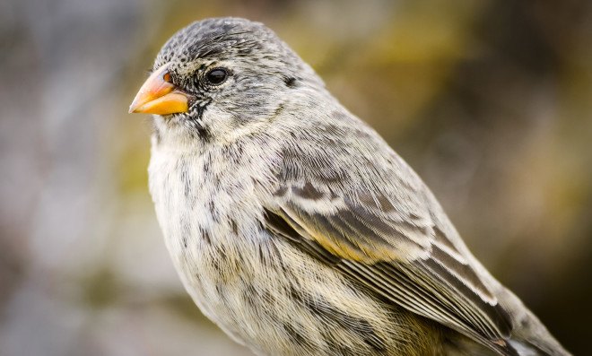 darwin's finches, galapagos islands, endangered species, extinction, parasites, invasive species