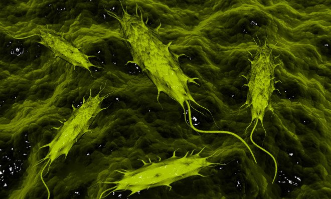 e coli, antibiotic resistance, antibiotics, colistin, china, agriculture, factory farming, superbugs