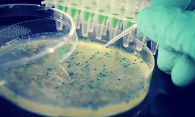 e coli, antibiotic resistance, antibiotics, colistin, china, agriculture, factory farming, superbugs