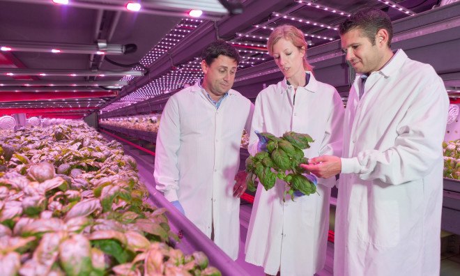 chicago, indoor farming, vertical farming, indoor vertical farming, aquaponics, farmedhere, matt matros, food production, food security, local farming, local produce, local food