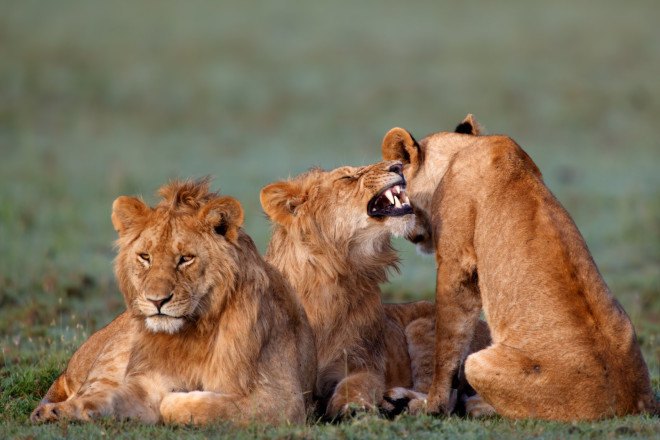 endangered species act, lions, african lions, cecil the lion, walter palmer, trophy killing, trophy hunting, legal hunting, illegal hunting, trophy hunters