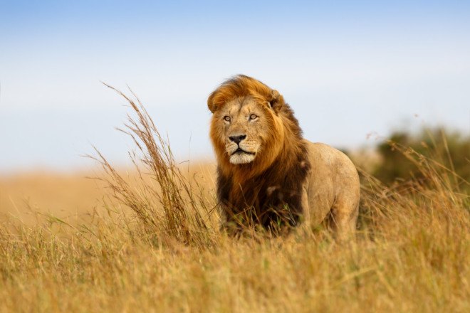 endangered species act, lions, african lions, cecil the lion, walter palmer, trophy killing, trophy hunting, legal hunting, illegal hunting, trophy hunters