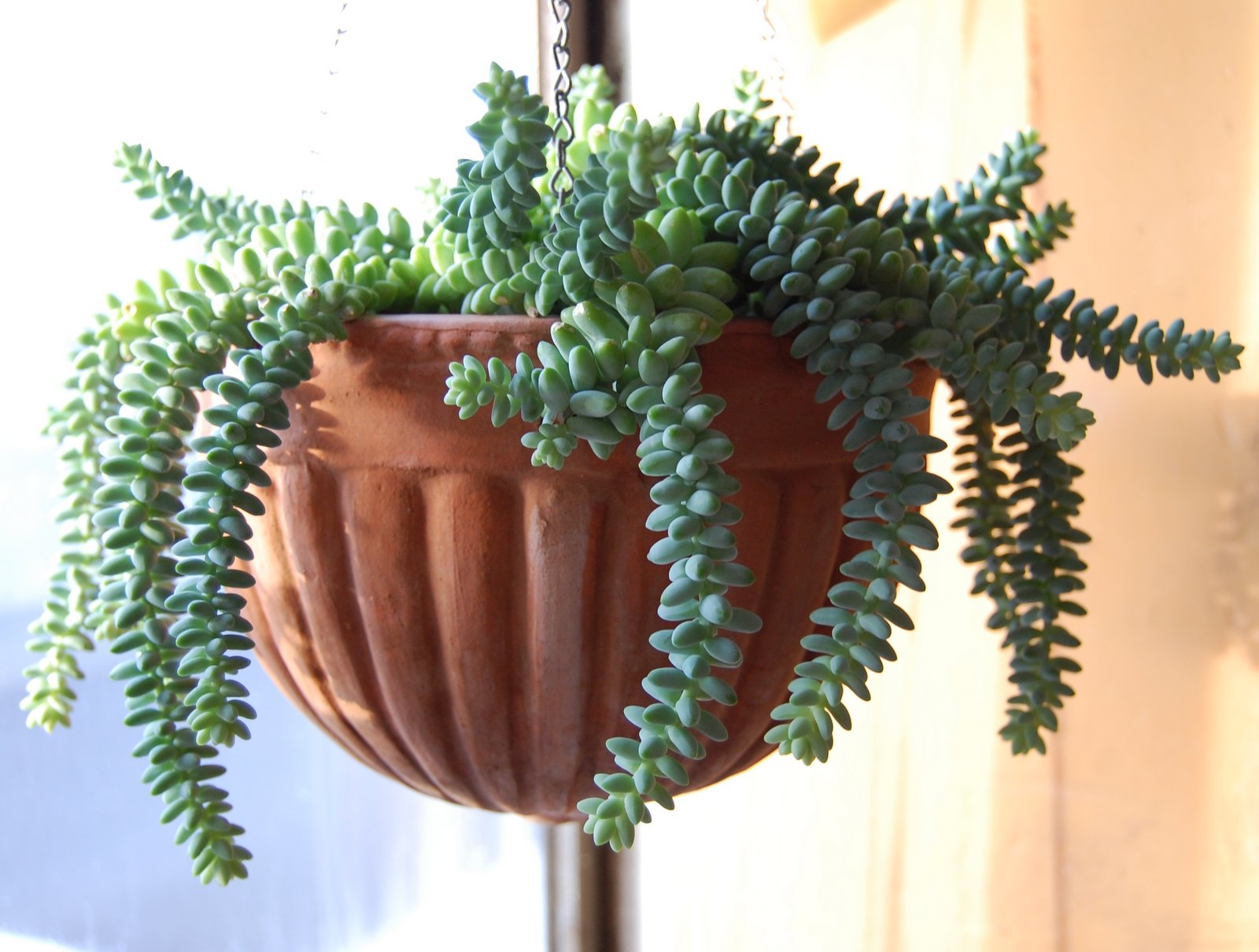 diy green home projects, snow day projects, home, interior decorating, interior design, plants, potpourri, eco-friendly, sustainable, green, cabin fever, winter, snowy day, project, DIY, craft, tidy up, neaten, donate, recycle, upcycle, thrift, clothes, sew, pillow, sweater, plant, pocket, felt, succulent, lamp, yogurt cup, light, CFL, how-to, tutorial