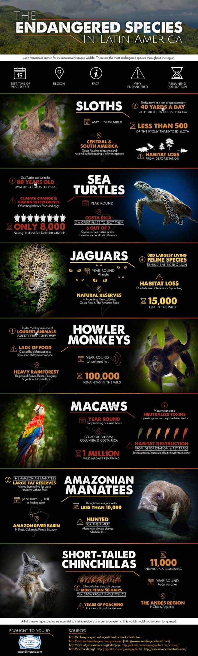 hunting, poaching, hunting endangered animals, habitat destruction, habitat, reader submission, infographic, endangered animals, endangered sloth, south american animals, south american endangered animals, central american endangered animals,