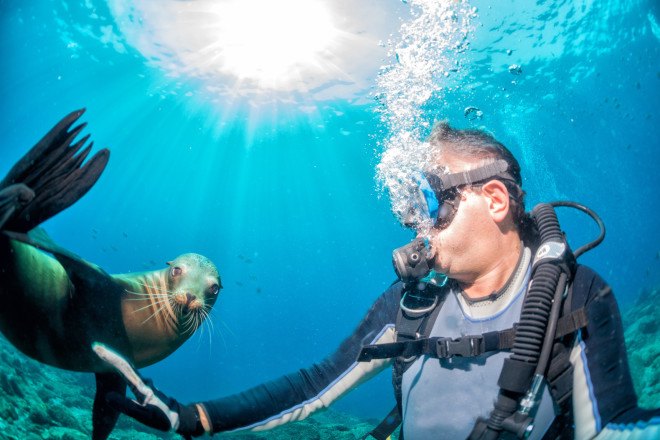 furry diving suit, furry wetsuit, wetsuit technology, diving, wetsuit, seals, sea lions, alice nastro, felice frankel, mit, massachusetts institute of technology, biomimicry