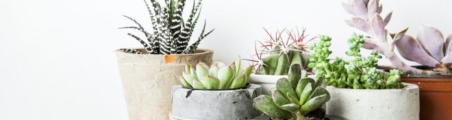 diy green home projects, snow day projects, stovetop potpourri, DIY home decor, how-to, craft tutorial, upcycled sweater pillowcase, felt plant pocket DIY, houseplants, succulents, eco-friendly crafts, plastic recycled lamp DIY, yogurt cup lamp tutorial, upcycled furniture, closet organizing, chemical free home fragrance tutorial, CFL and LED lightbulbs, green home decor DIY, cinnamon orange potpourri, wallpaper bookshelf tutorial, terrarium tutorial