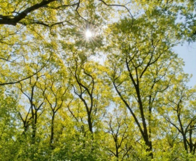 Jill Hubley, tree map, interactive tree map nyc, green space nyc, parks nyc, parks nyc, tree guide nyc, leaf guide nyc, nyc urban forest, urban maps, urban green space, green space nyc, nyc trees, tree density nyc, green design, nature nyc