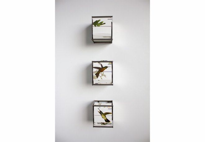 Ornithology, Ornithology flip book, flip book animation, Gilda Williams, Juan Fontanive, Ornithology by Juan Fontanive, Juan Fontanive flip books, motorized flip books, recycled bicycle parts, recycled bicycle art, bristol paper, bristol paper flip book, Vivarium flip books, Vivarium by Juan Fontanive