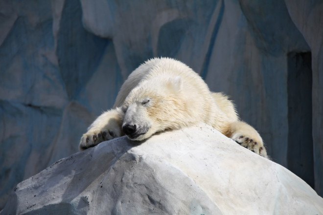 polar bears, animals in captivity, captive animals, zoos, zoo, zoo animals, medications animals, zoo medications, zoo antidepressants, zoochosis