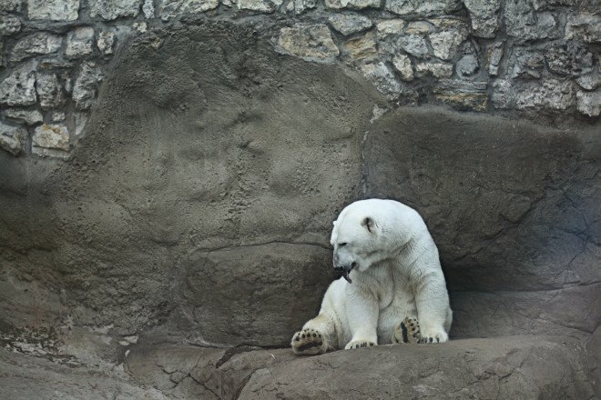 polar bears, animals in captivity, captive animals, zoos, zoo, zoo animals, medications animals, zoo medications, zoo antidepressants, zoochosis