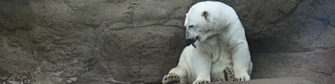 polar bears, animals in captivity, captive animals, zoos, zoo, zoo animals, medications animals, zoo medications, zoo antidepressants, zoochosis