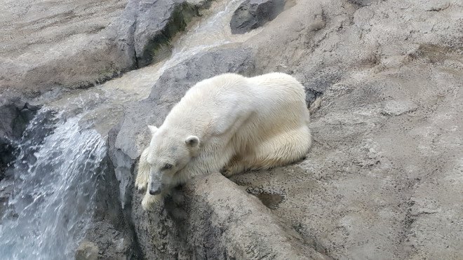 polar bears, animals in captivity, captive animals, zoos, zoo, zoo animals, medications animals, zoo medications, zoo antidepressants, zoochosis