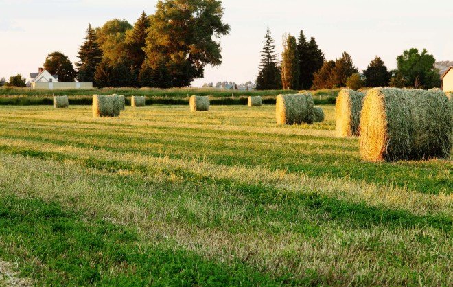 saudi arabia, california, arizona, water usage, dairy farming, agriculture, alfalfa hay, agricultural exports