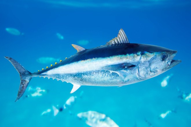 ocean pollution, fish, seafood, polluted seafood, toxic chemicals in seafood, Scripps Institution of Oceanography at University of California-San Diego, lindsay bonito, study of pollutants in fish