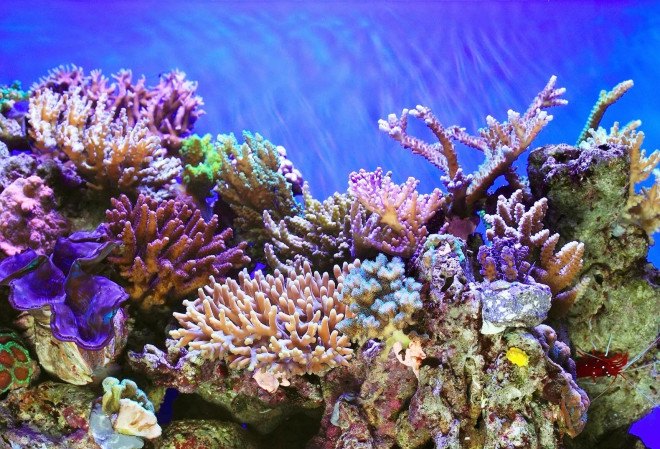 coral reef, cayman islands, marine conservation, cruise ships, Paul Allen, Microsoft, environmental destruction, coral reef destruction